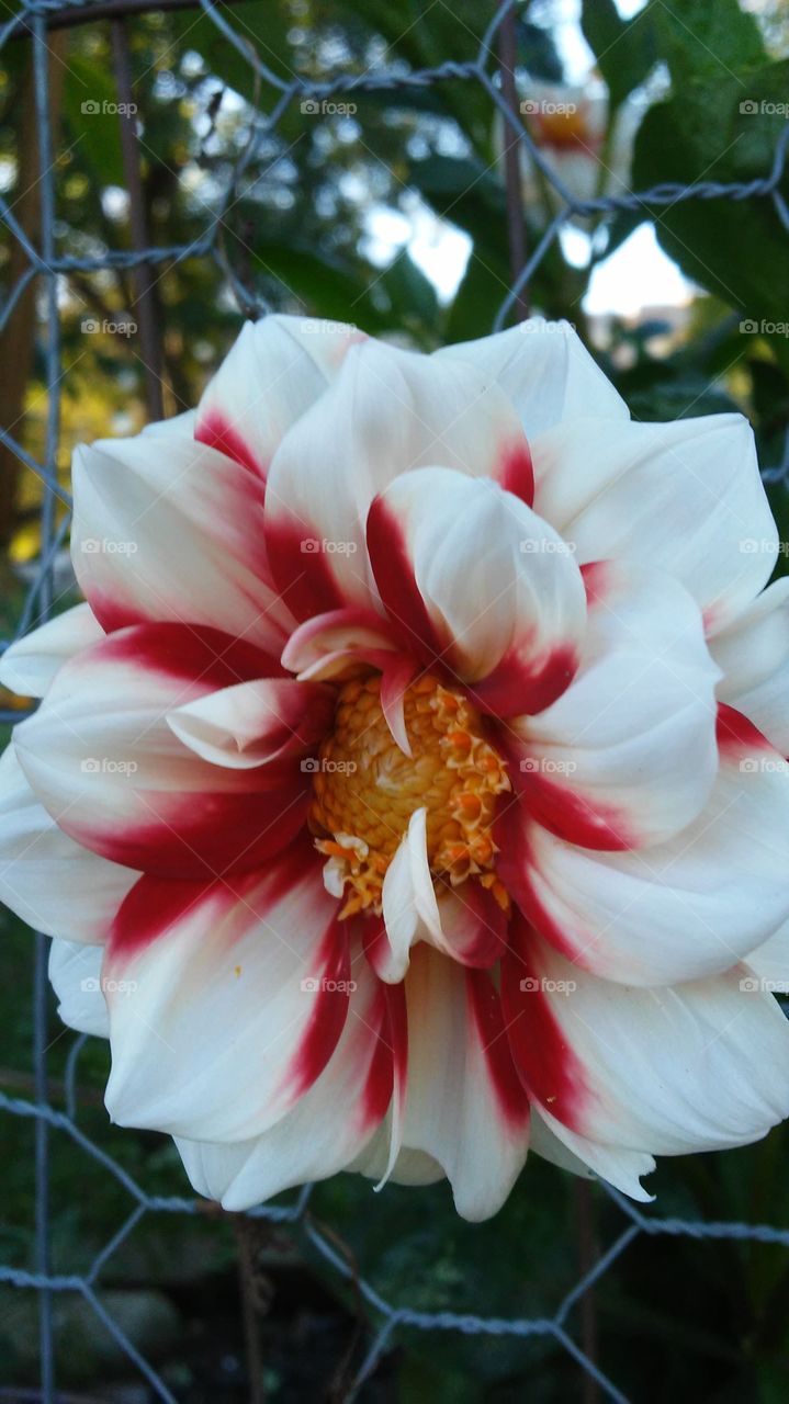 Nature, Flower, Garden, Flora, Summer