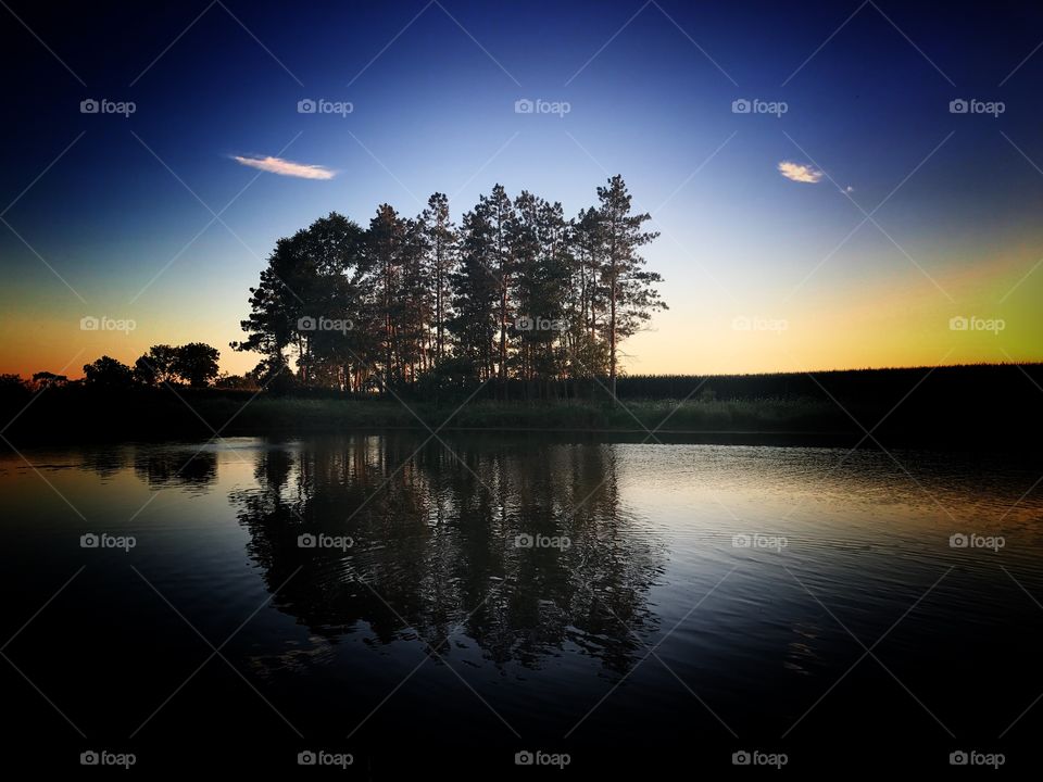 Pond tree reflections 