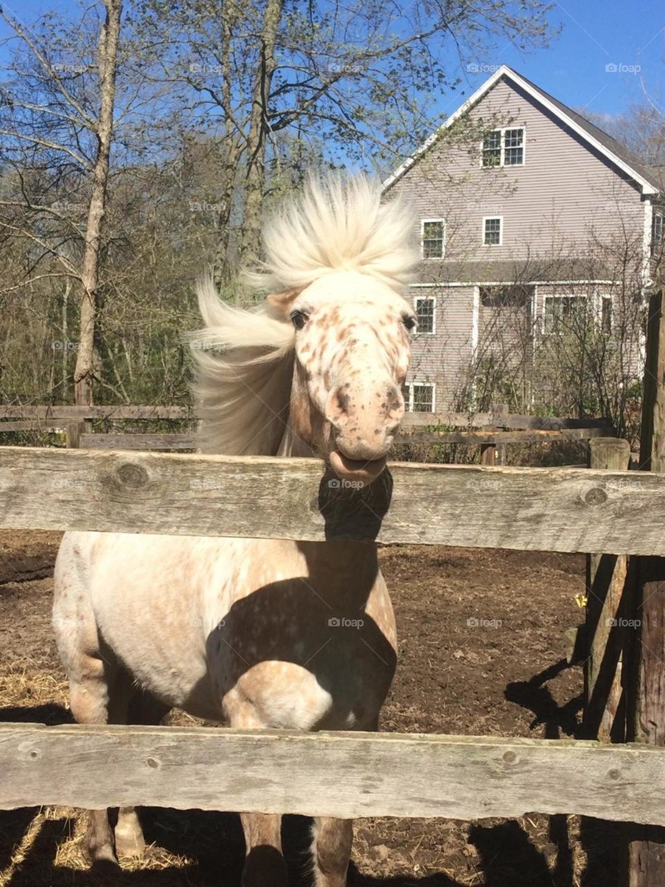 Cute spotted pony with crazy hair on a windy day!