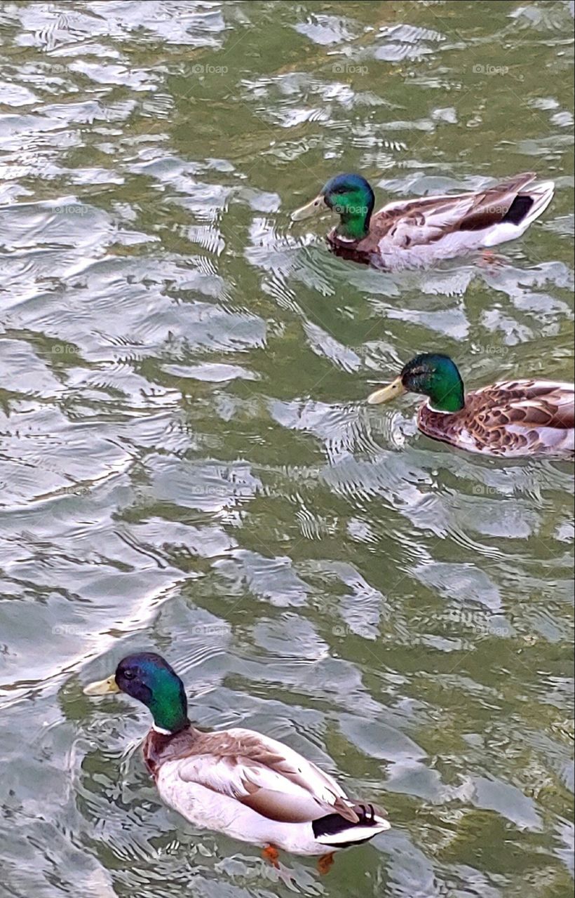 Three Male Ducks!