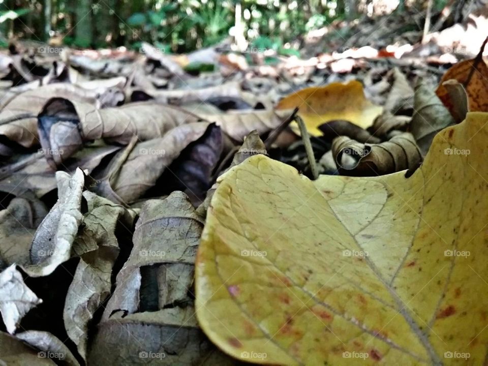 Chão de folhas secas, amarelas, vermelhas..
