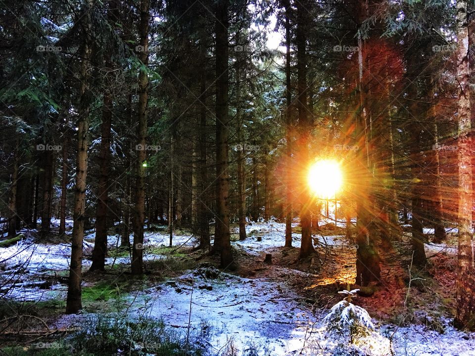 Sunlight through the forest in winter