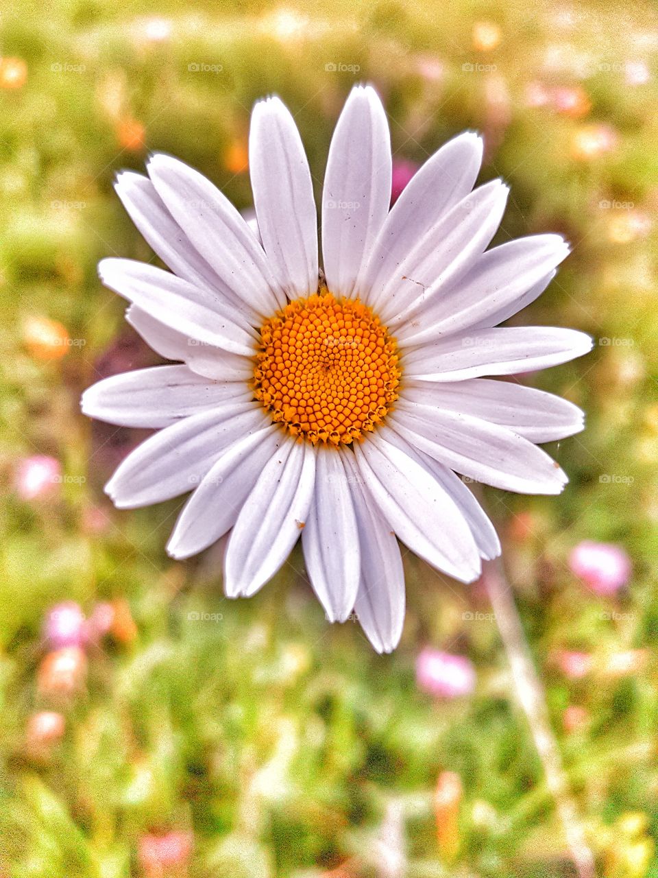 Daisy macro