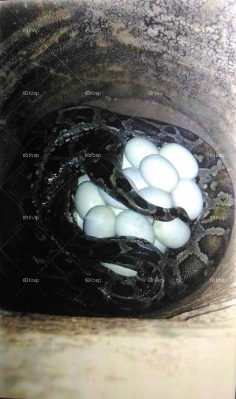 A  Snake  and  her  eggs