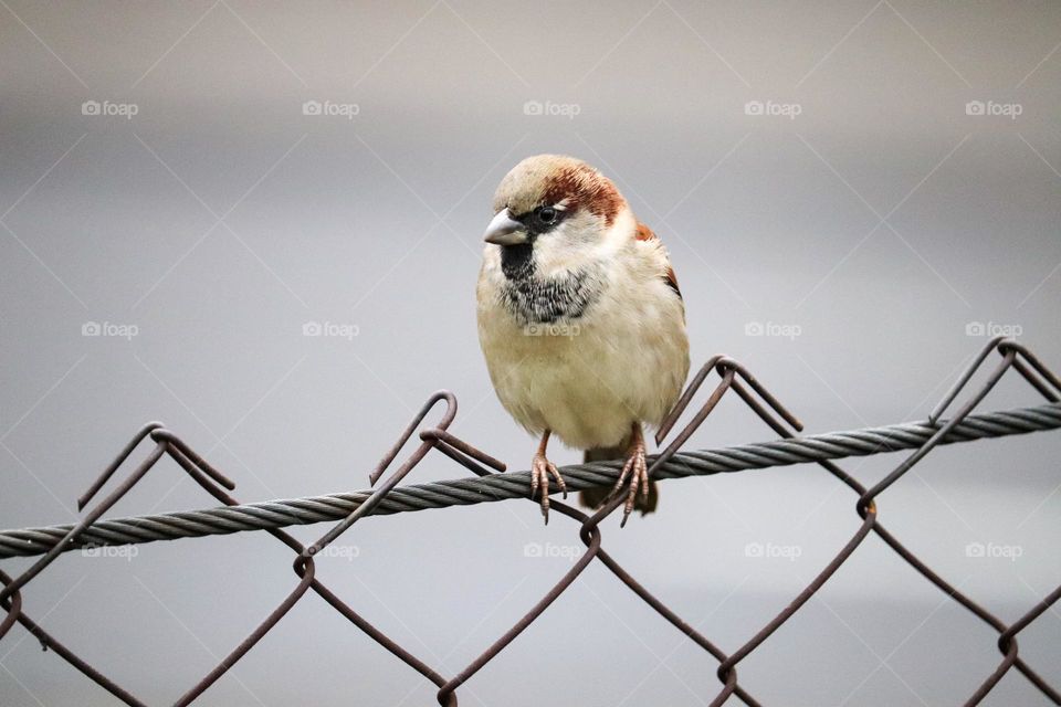 A sparrow on a wire fence