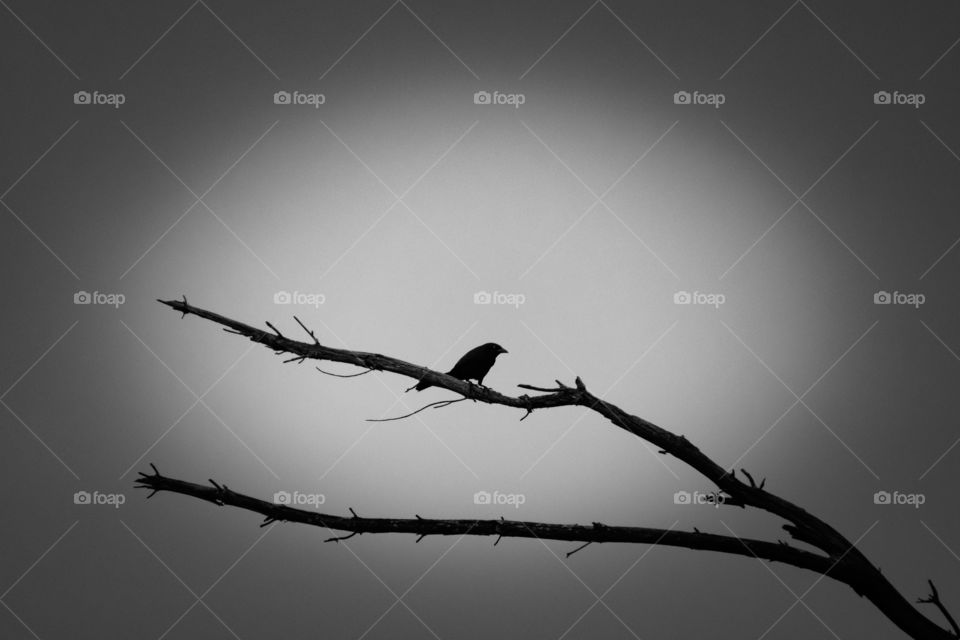 Bird and branch silhouette with quite the vignette. 