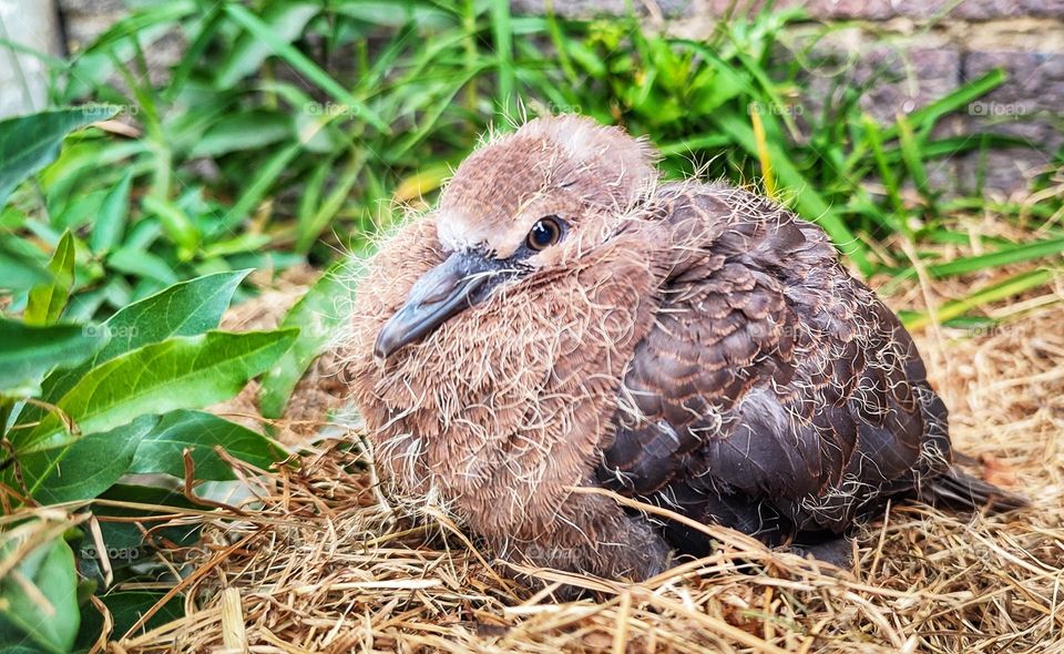 Young Dove