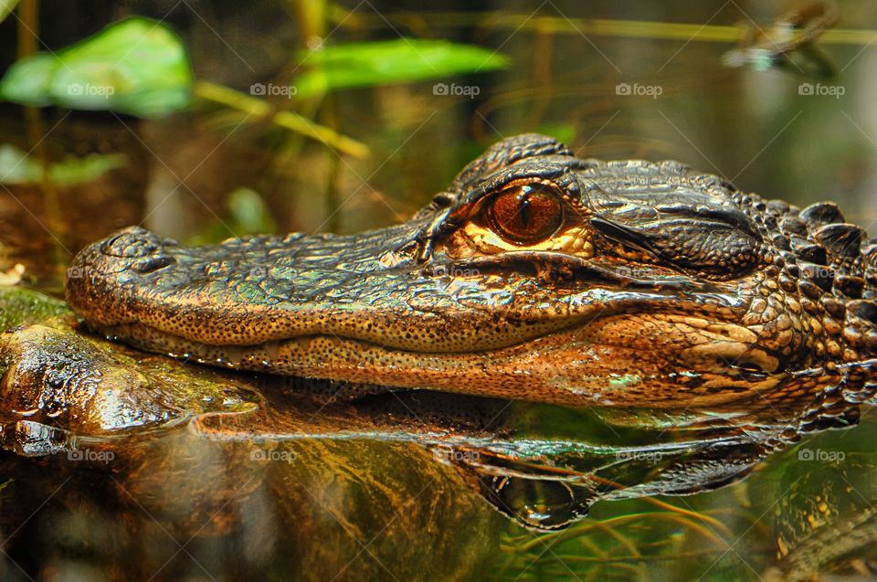 A young alligator resting on a rock.
