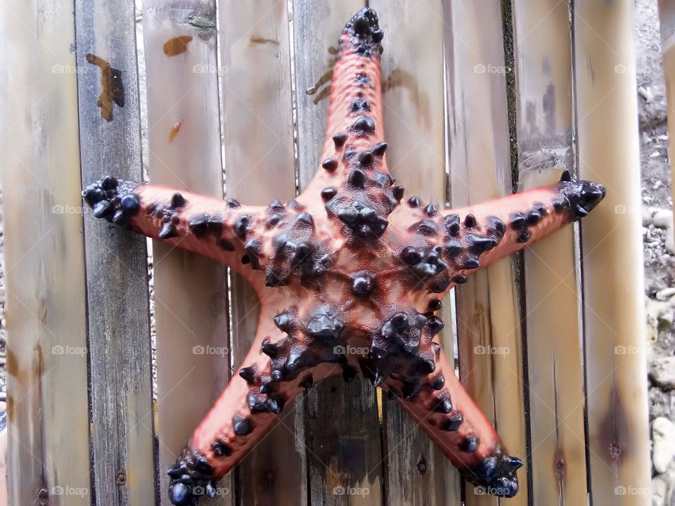big starfish