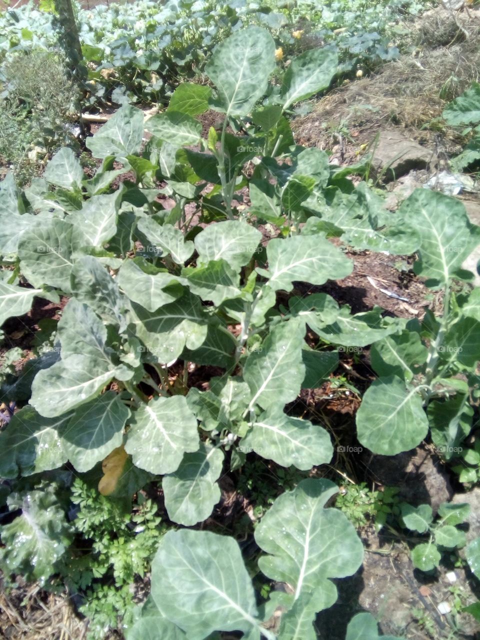 cabbage garden