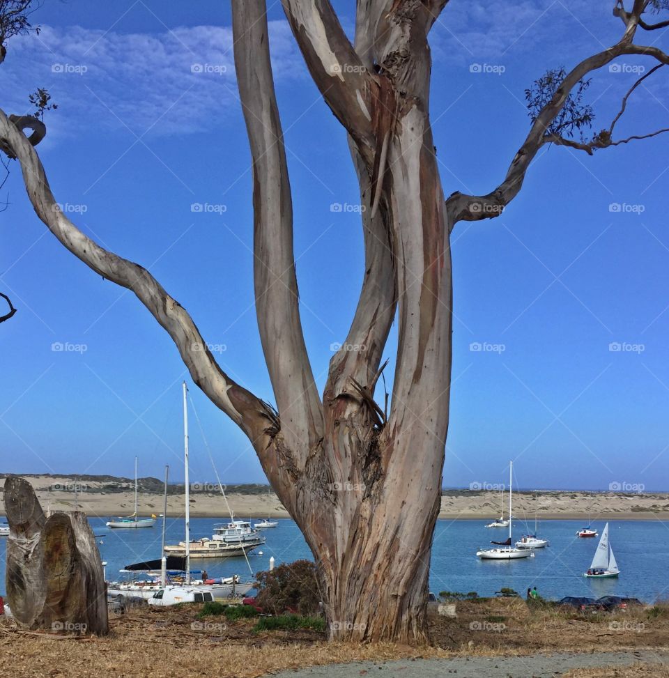 Tree and boats
