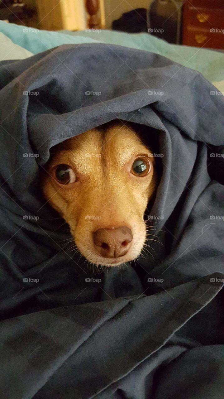 dog peeking out from blanket