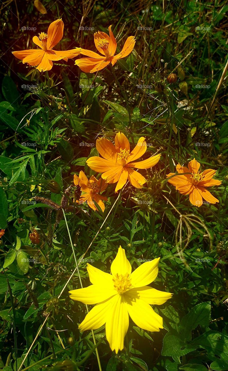 wild flowers, full color