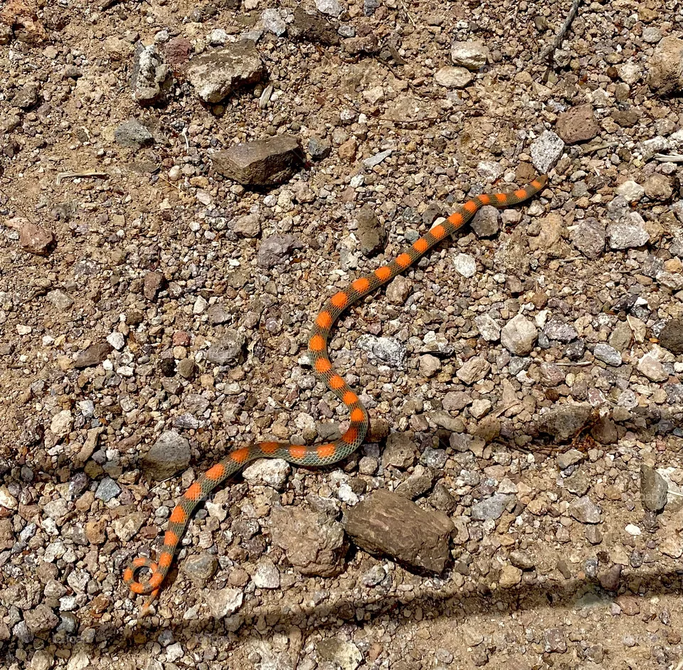Snake 