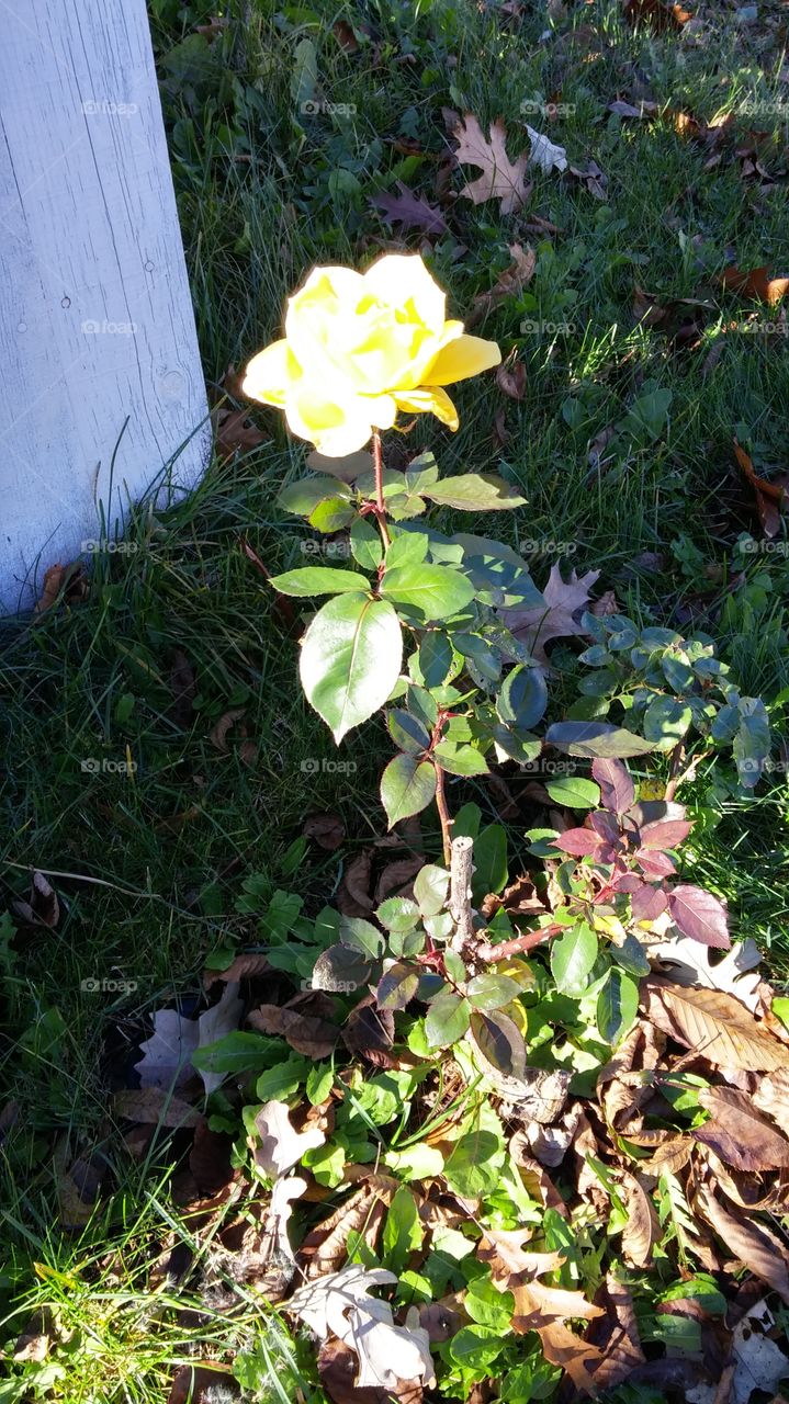Rose
yellow rose
all by itself
beautiful
outside