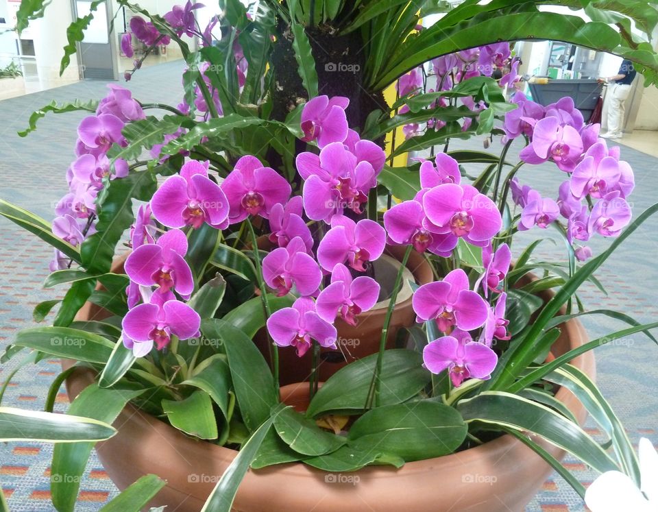 orchids in Japanese airport
