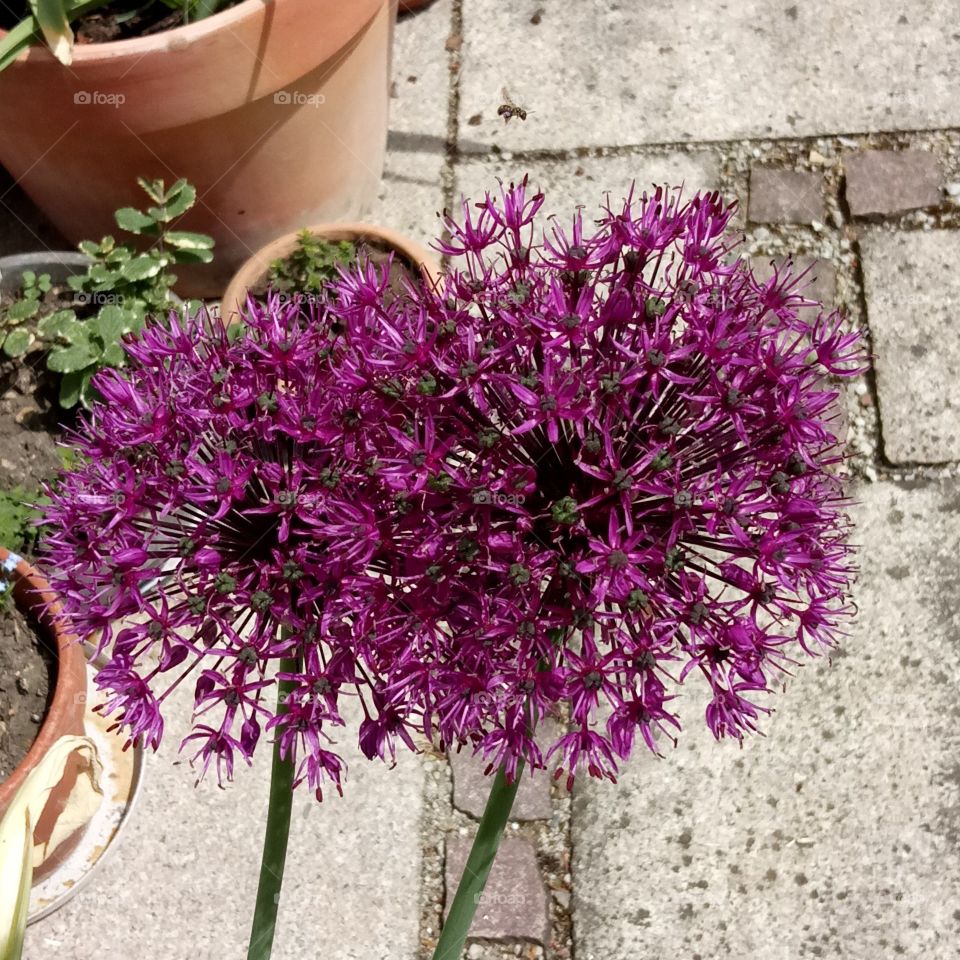 Lauchblume - leek flower