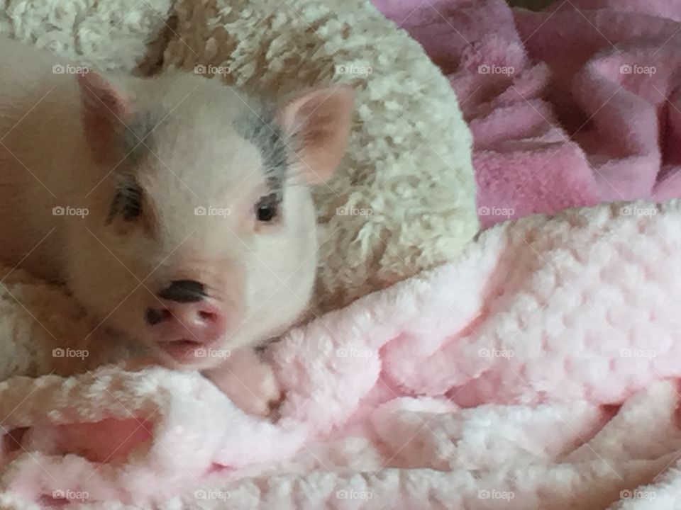 Pig in the blanket