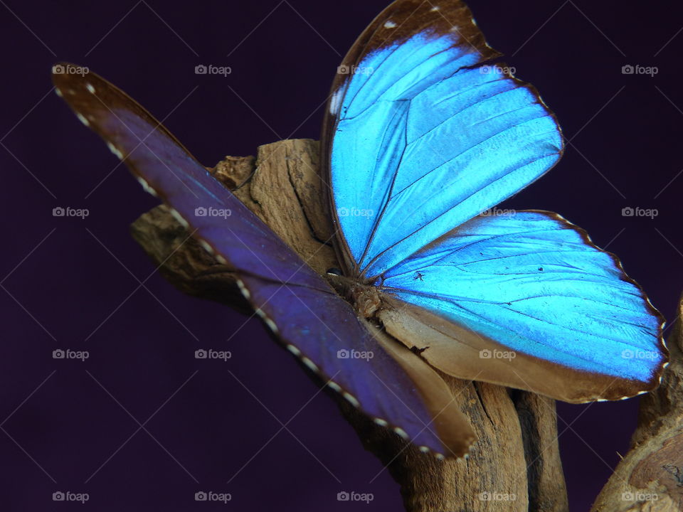 Side view of blue butterfly display 