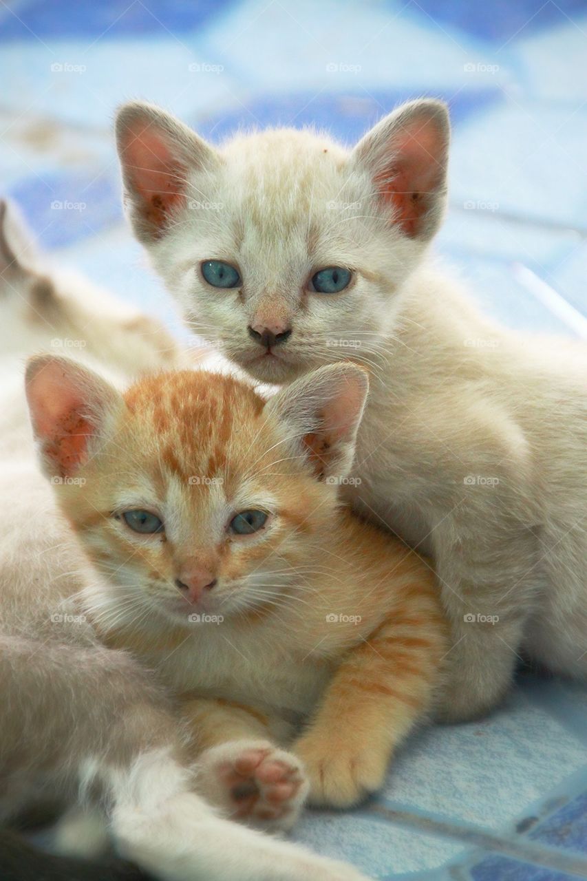 Three kittens with a warm family.