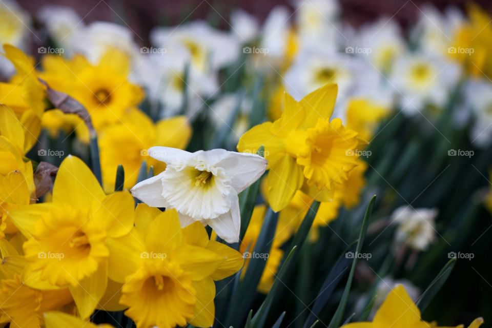 Daffodils flower growing in field