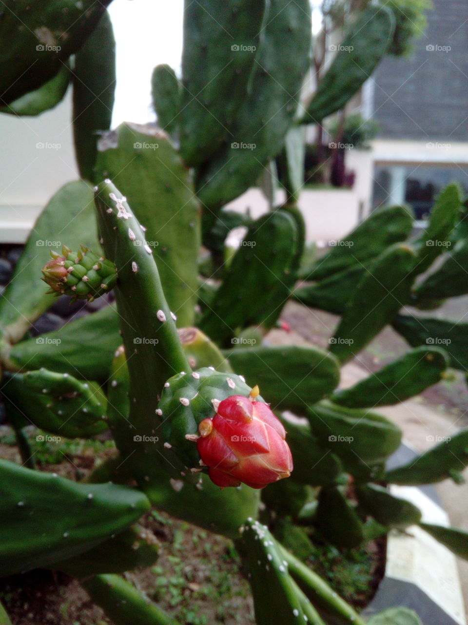 Cactus