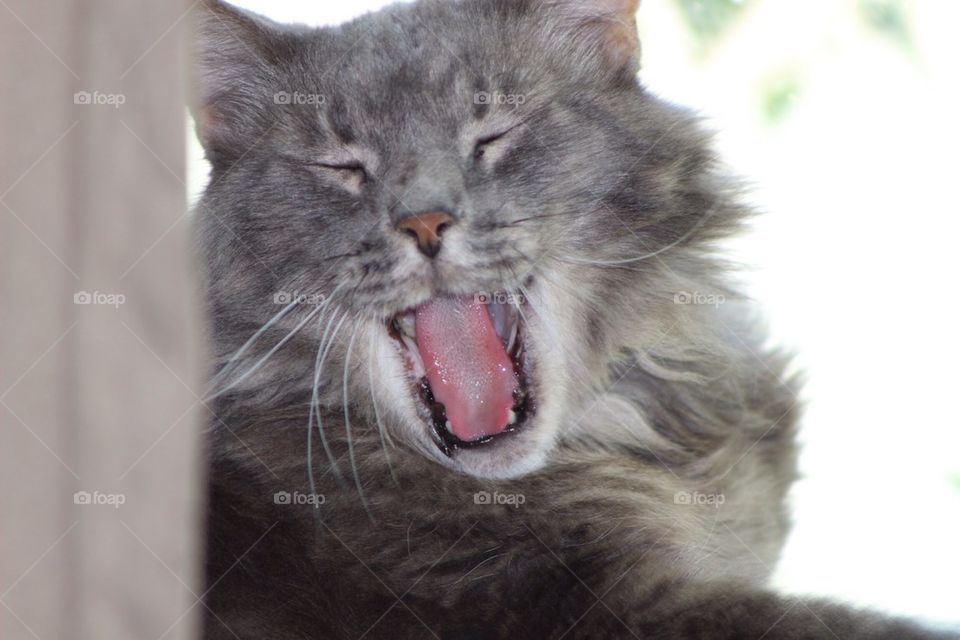 Yawning Cat