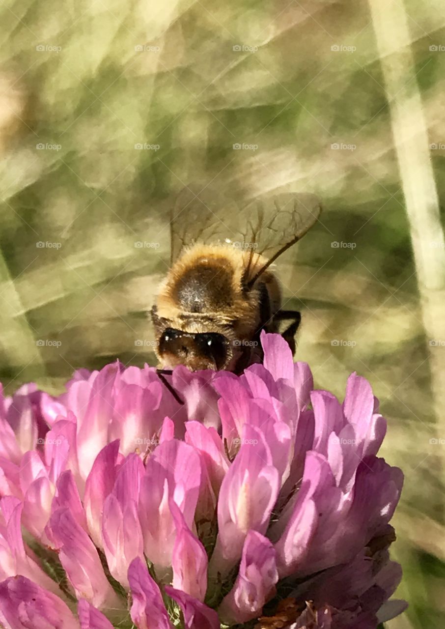 Honeybee Foraging In Fall