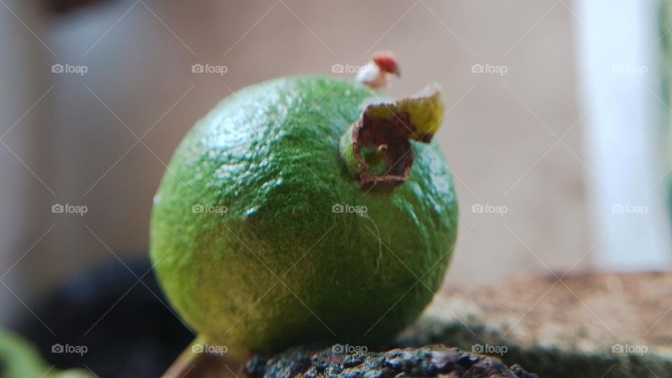 guava