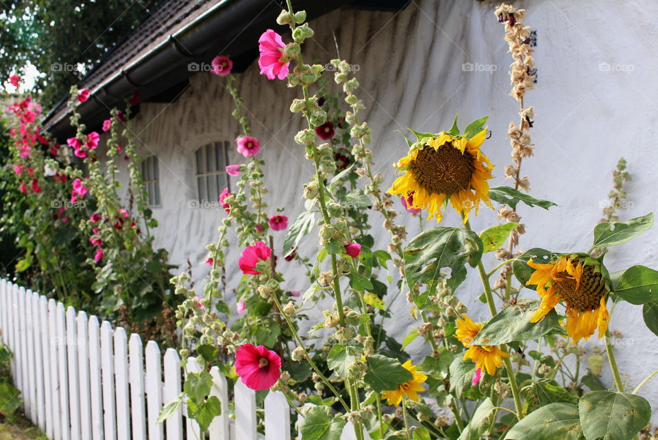 Summer flowers in Gislövs läge, Skåne Sweden.