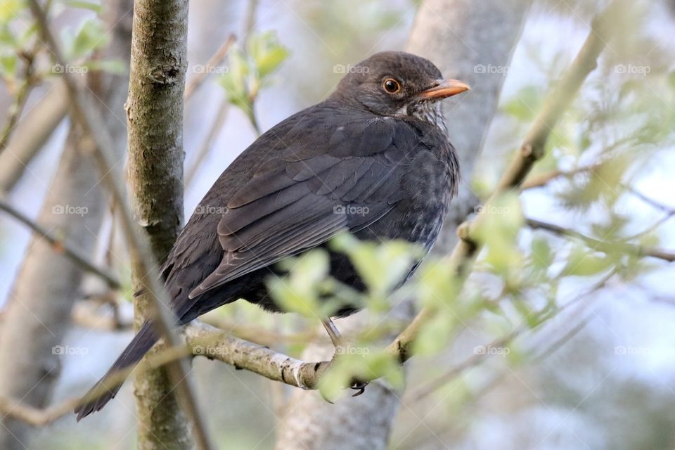 Blackbird on The branch