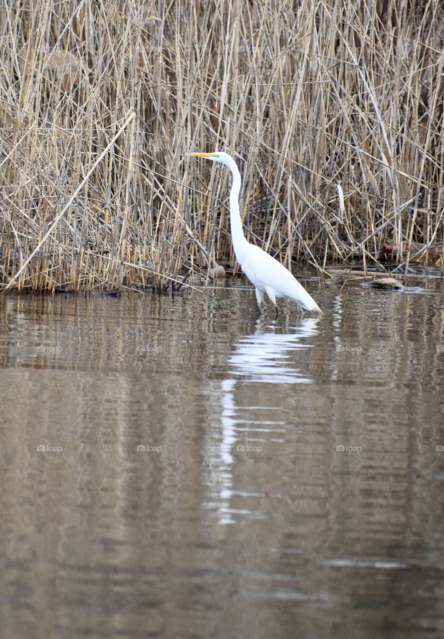 White bird with reflection 