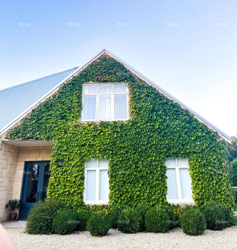 Beautiful house with green vines 