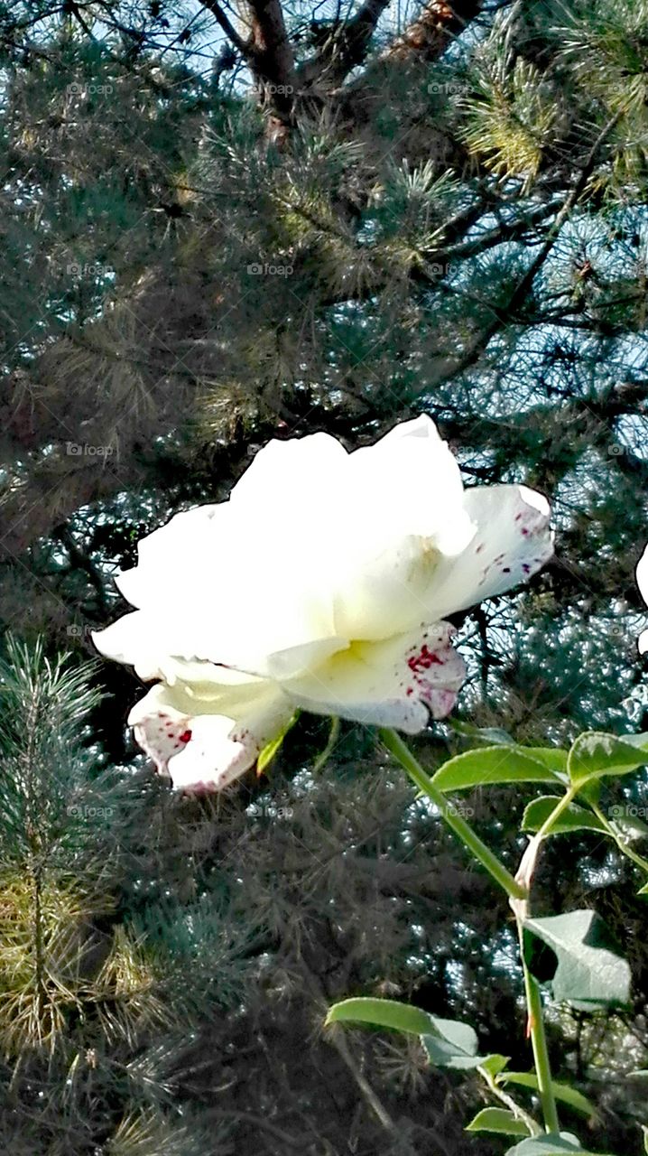 White rose in the garden.