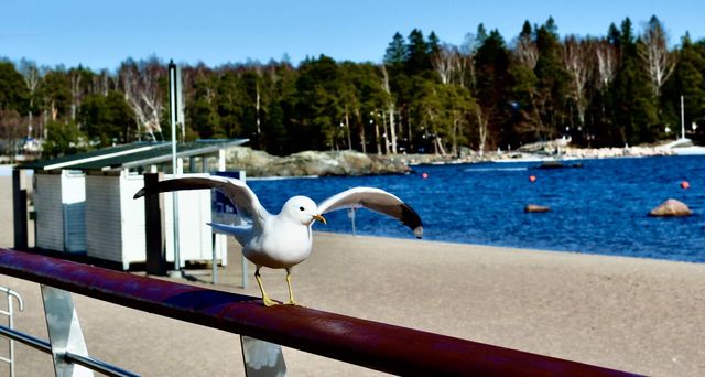 Seagul landing