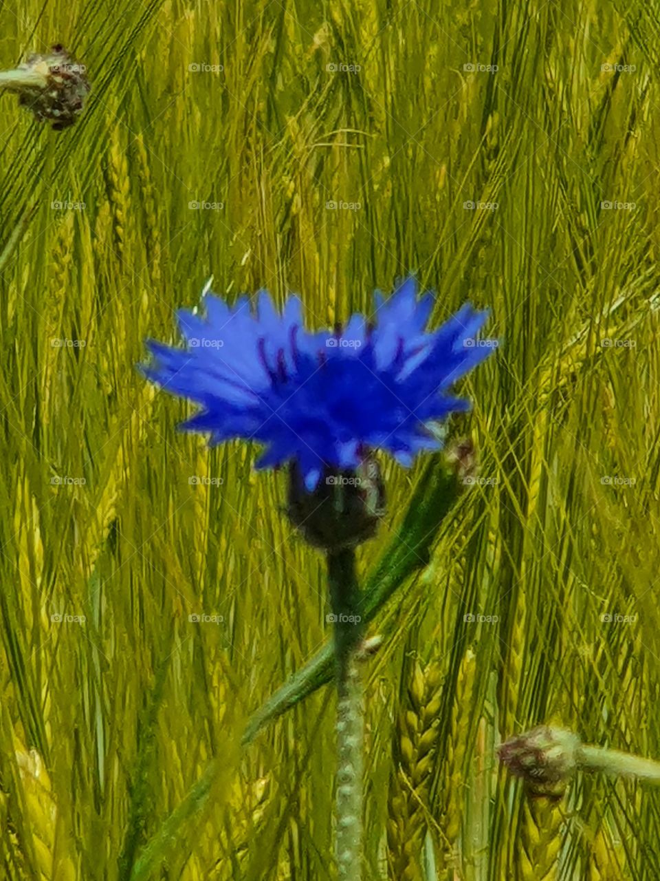cornflower