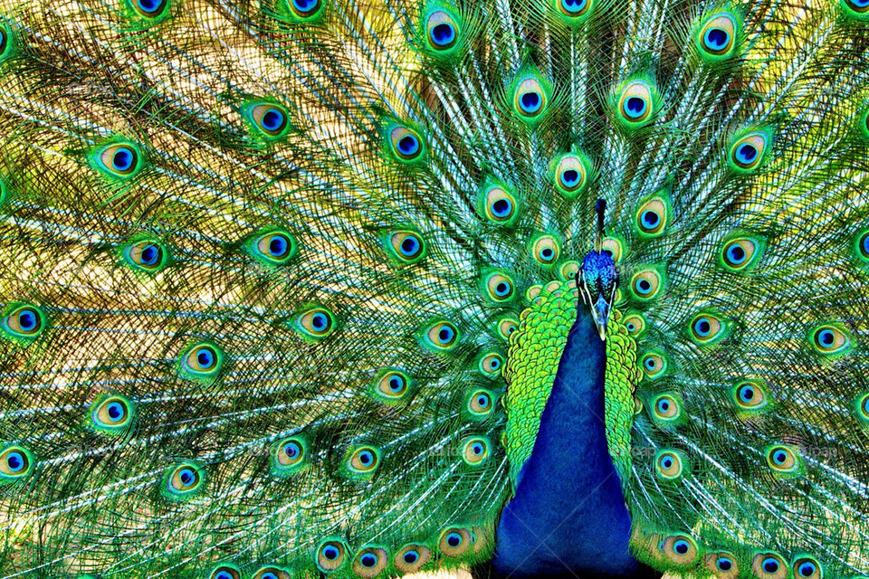 peacock