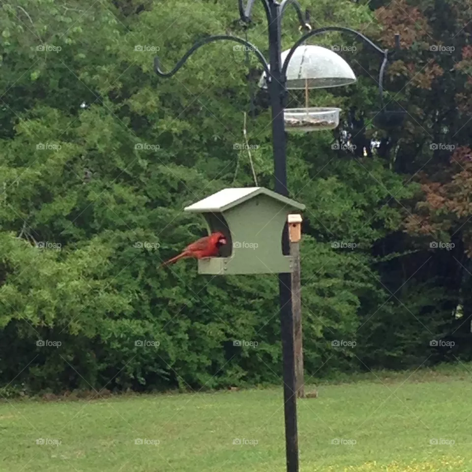 Cardinal 