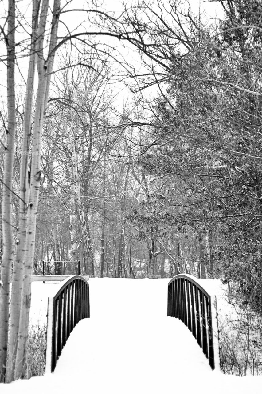 Park bridge during winter