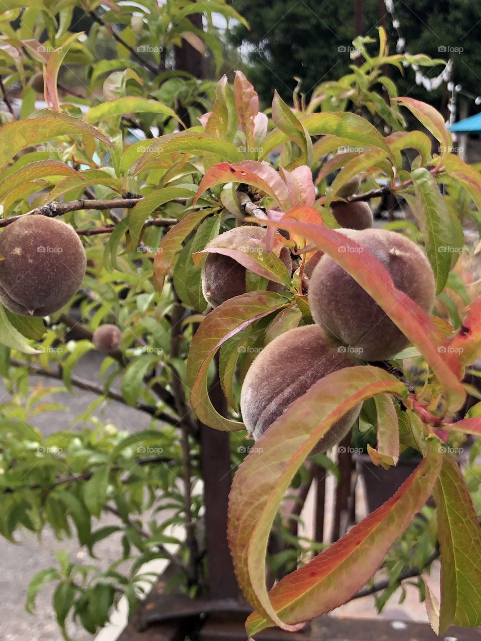 Dwarf Peaches