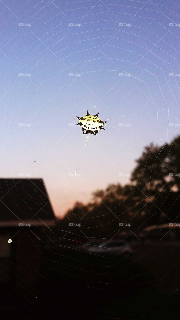 orb weaver hanging out