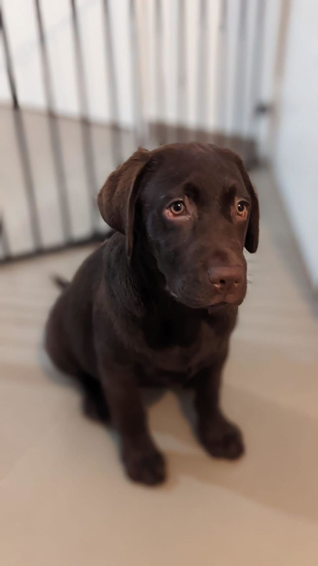 baby labrador