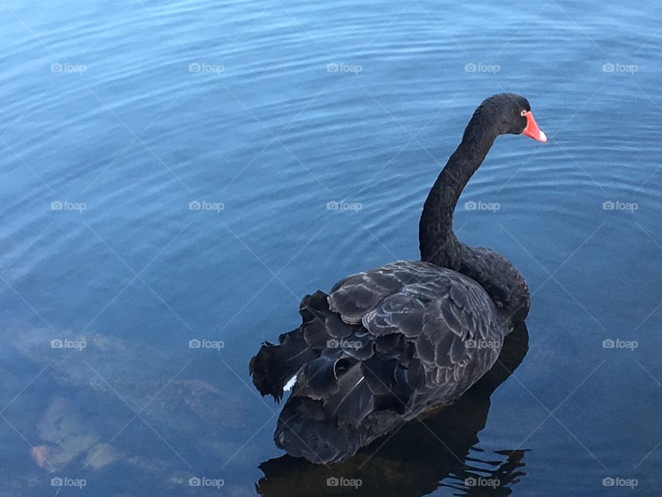 Black Swan 