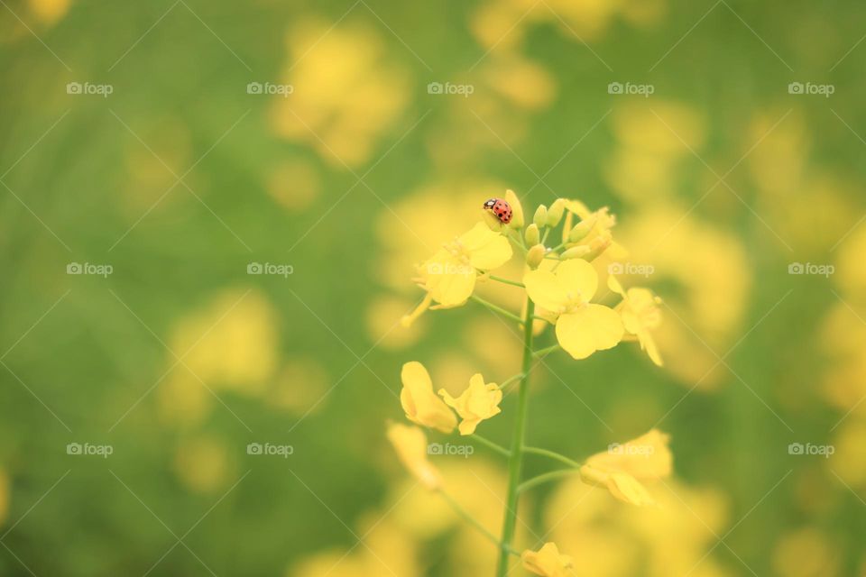 油菜花与瓢虫