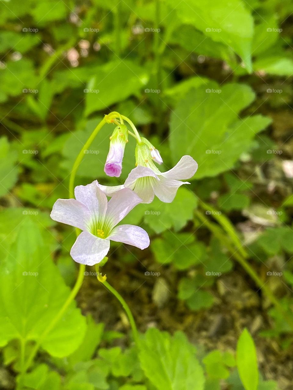 A small cluster of Violet Wood-Sorrel flowers