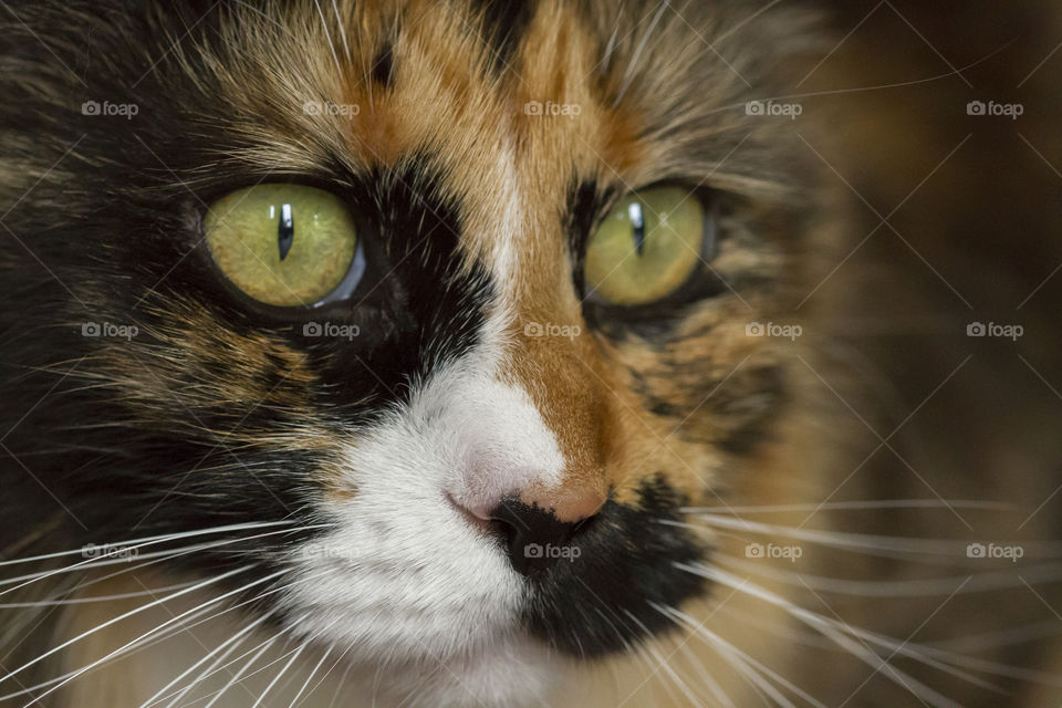 Close-up of cat eyes