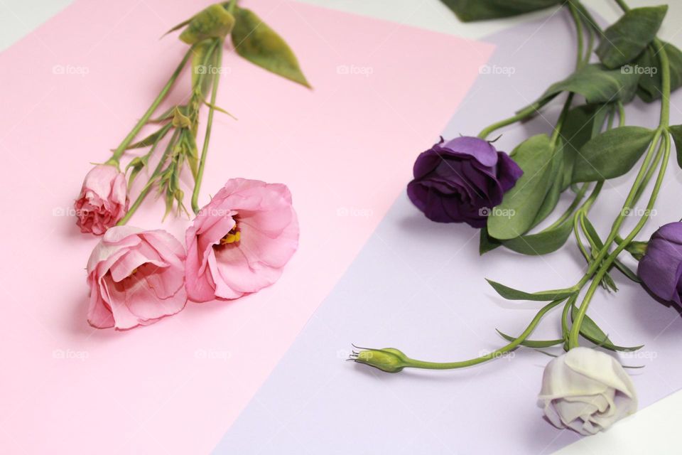 Pink and purple flowers 🌸💗💜🌸