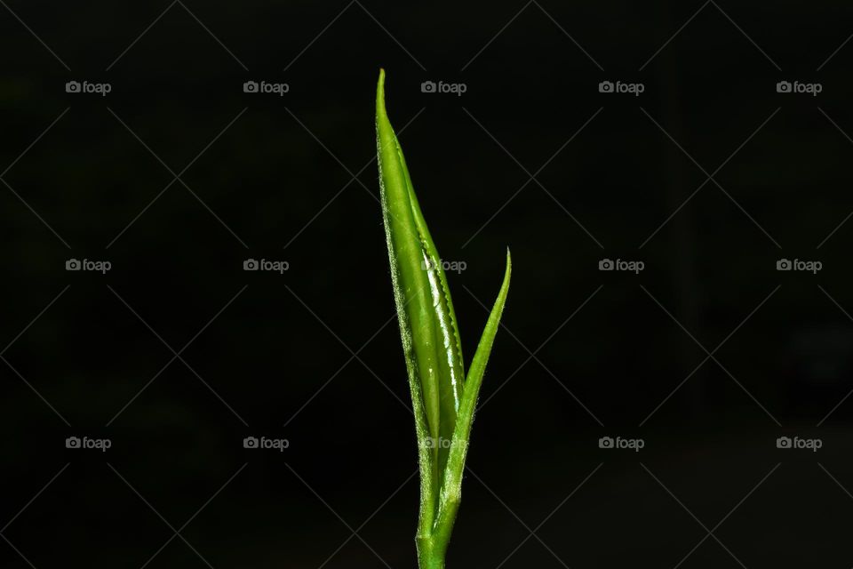 tender tea leaf on black background
