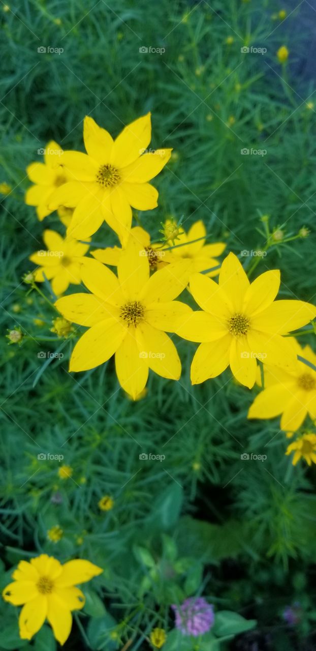 little yellow flowers