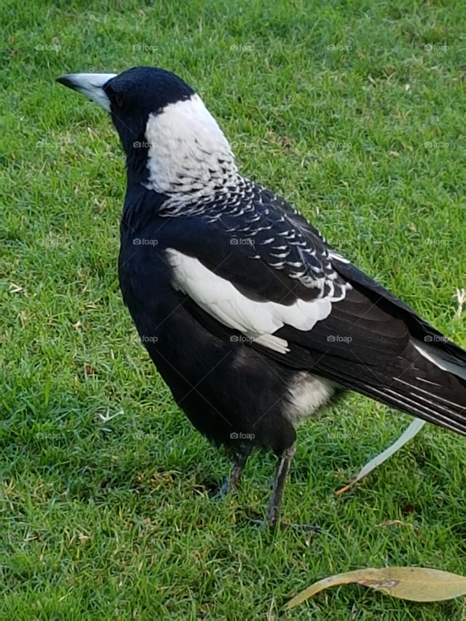 Australian magpie